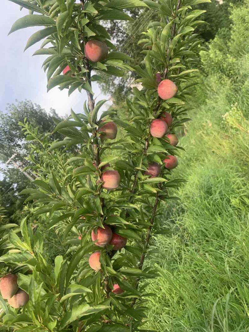 桃形李