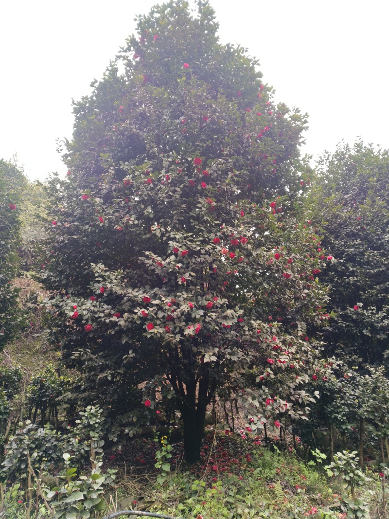 精品茶花