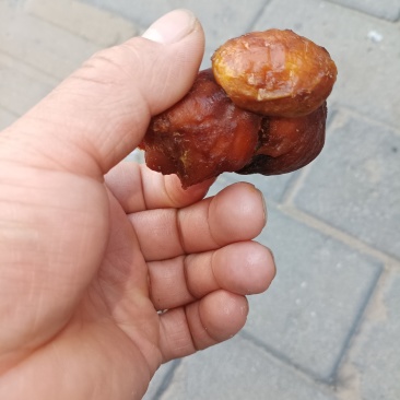 鸡宝