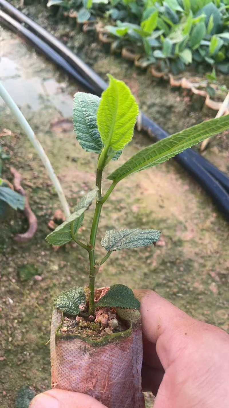 五指毛桃苗欢迎老板来咨询