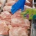 二八肉青