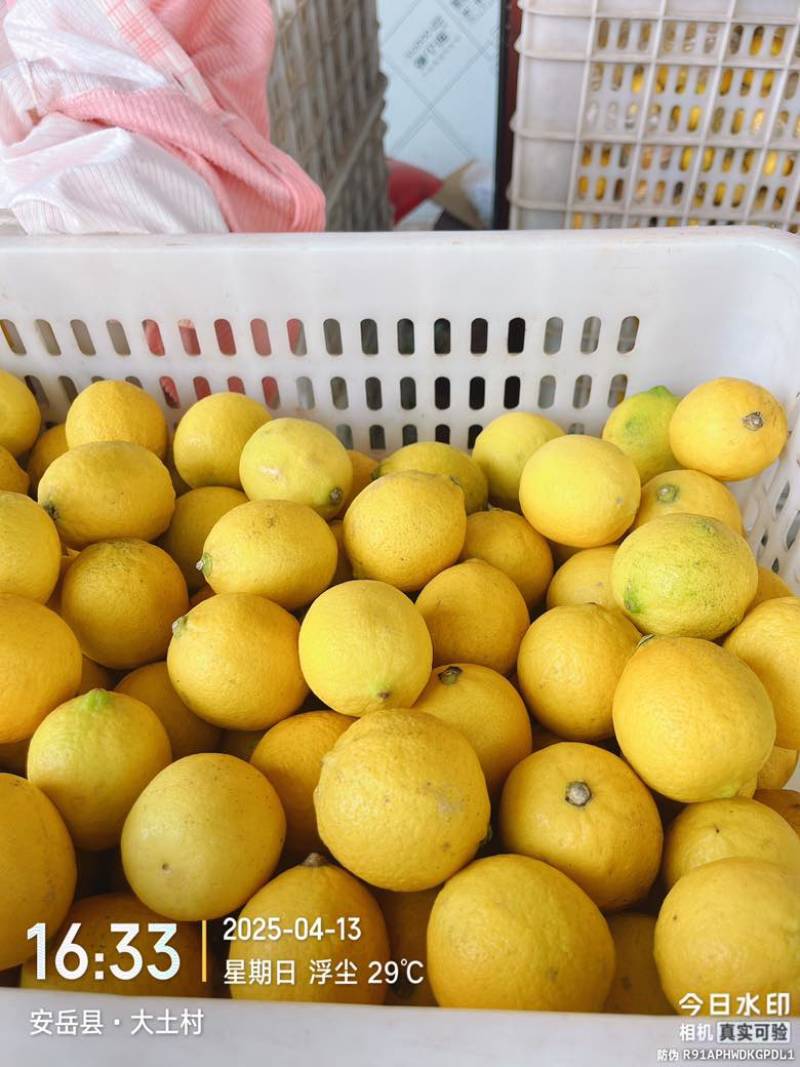 ***********柠檬一件代发