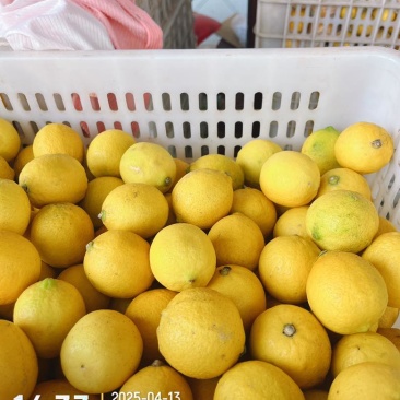 ***********柠檬一件代发