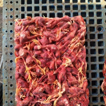 脱毛小鸡7吨