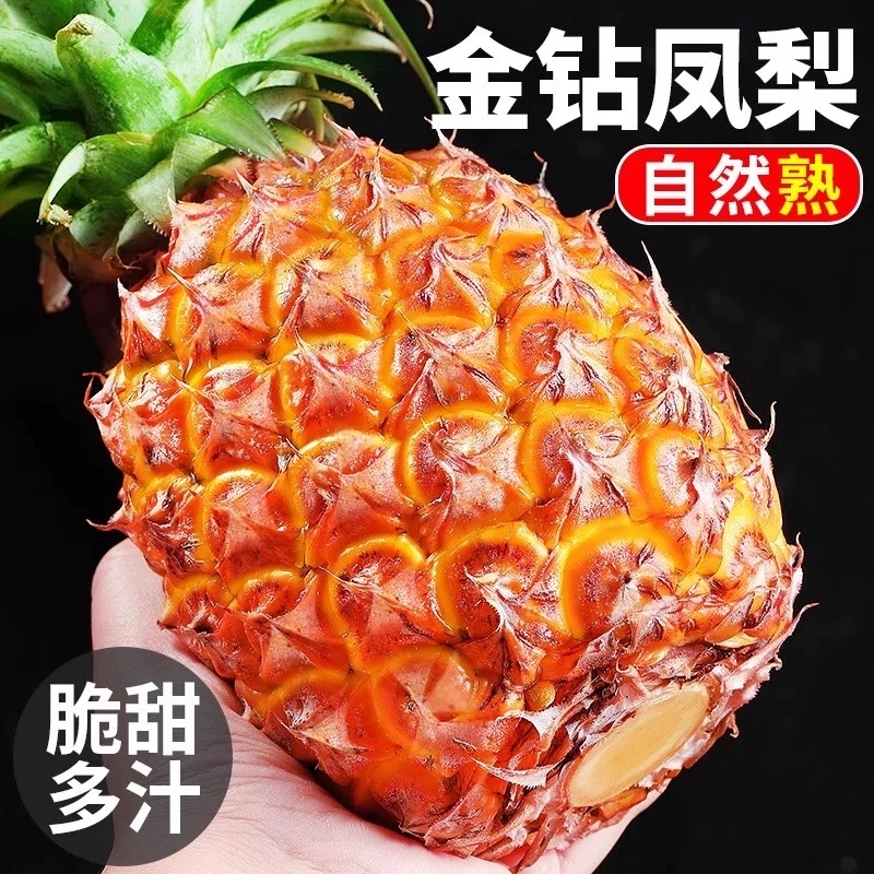 海南金钻凤梨新鲜水果树上熟
