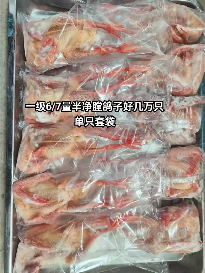 一级6/7量半净膛鸽子，好几万只，单只套袋，量大可谈