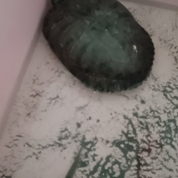 乌龟🐢，只有一只，6斤重