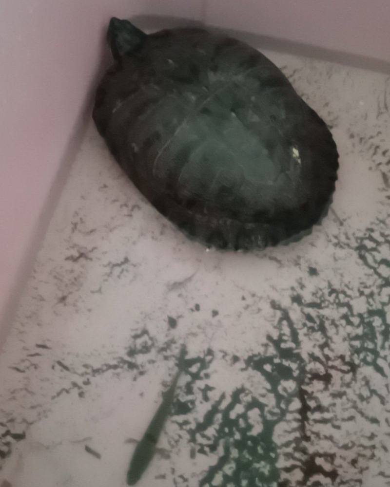 乌龟🐢，只有一只，6斤重