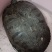 乌龟🐢，只有一只，6斤重