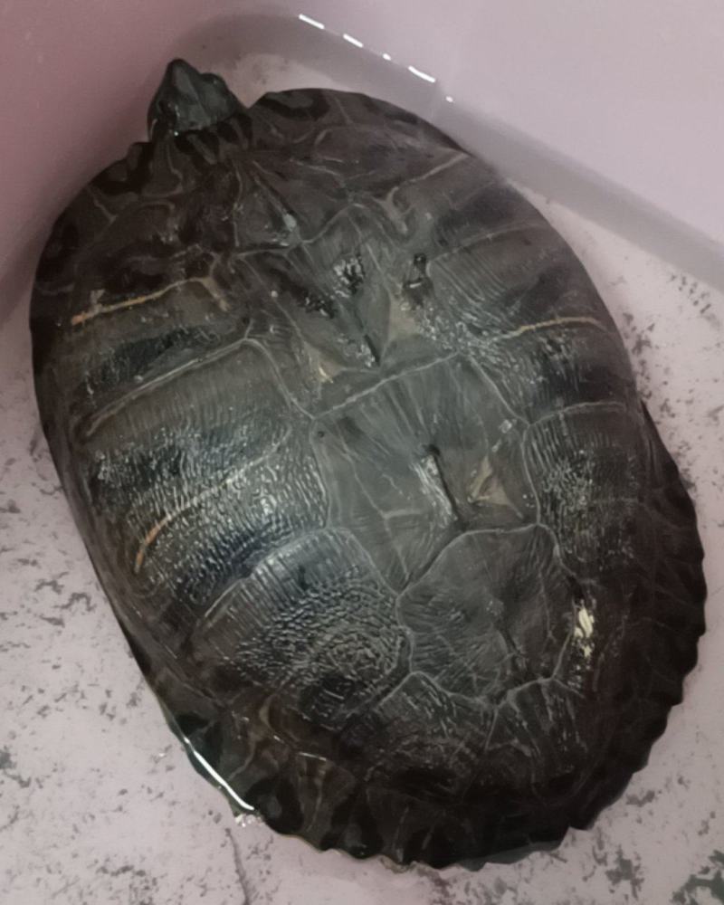 乌龟🐢，只有一只，6斤重