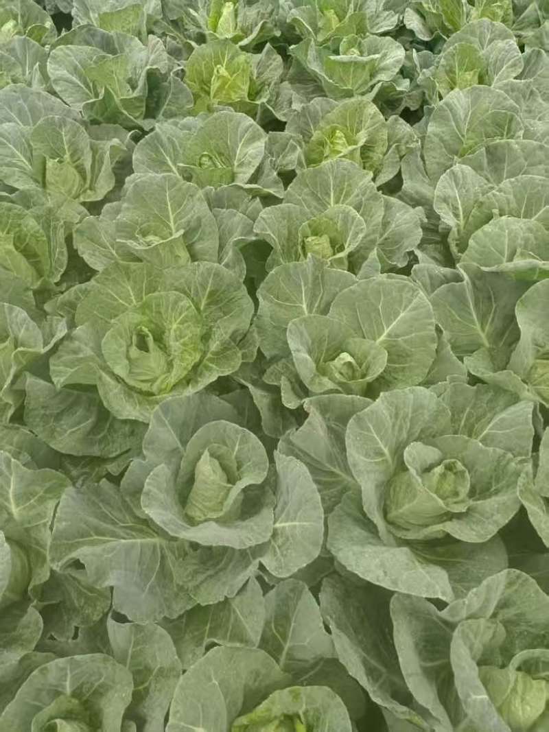 湖北天门甘蓝，产地一手直发，货源充足，保质保量。