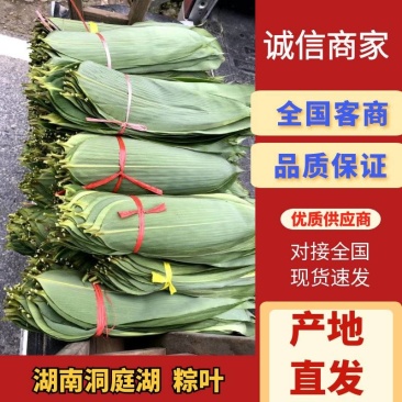 粽叶.湖南箬叶原产地供货量大，大小规格按需求分拣打包