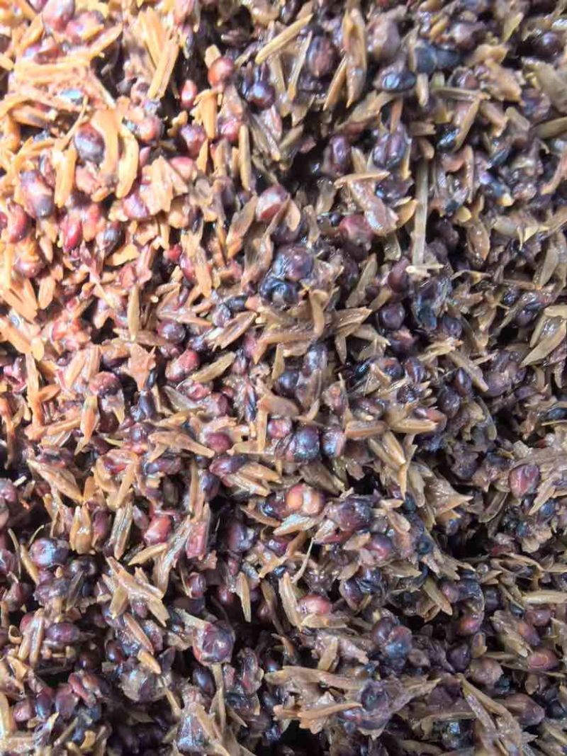 高粱酒糟60-99%比例含量粮食多多
