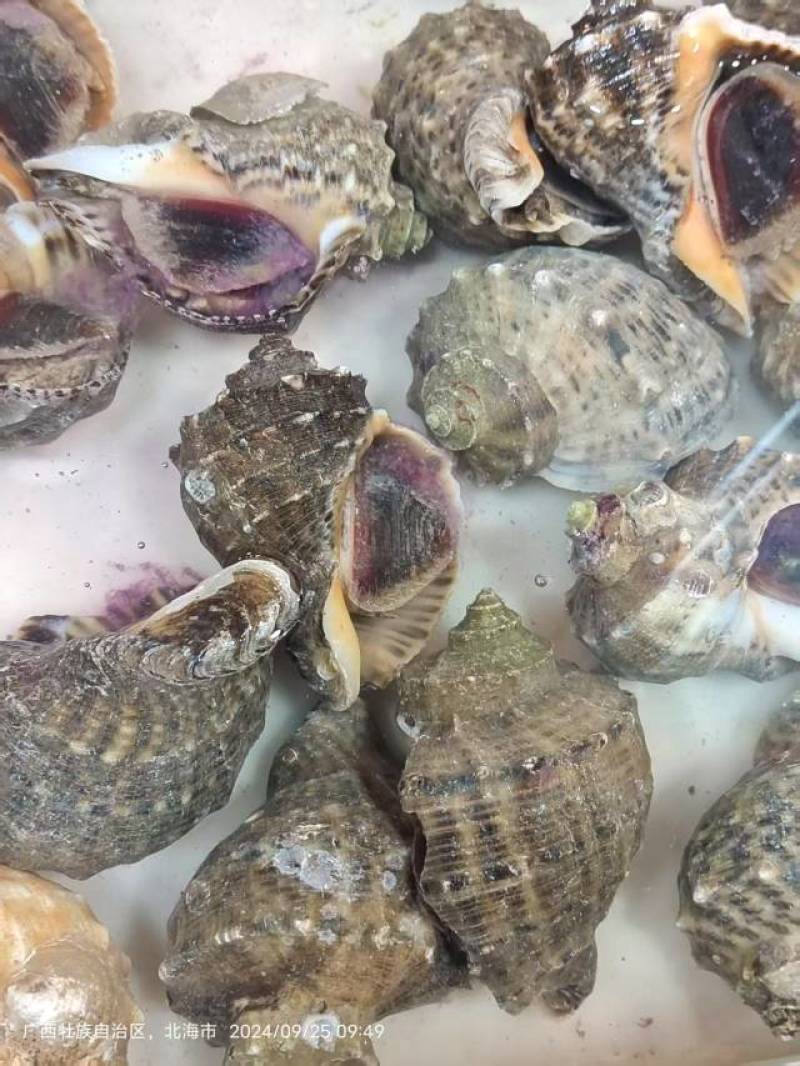 海螺
