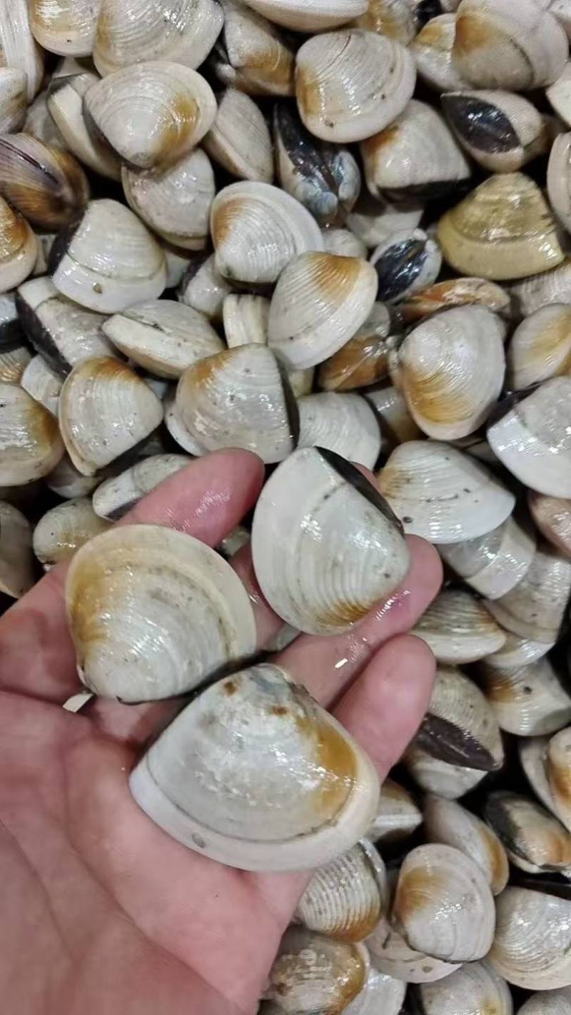 海螺