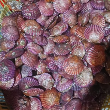 海螺