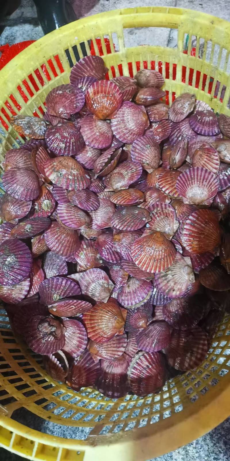 海螺