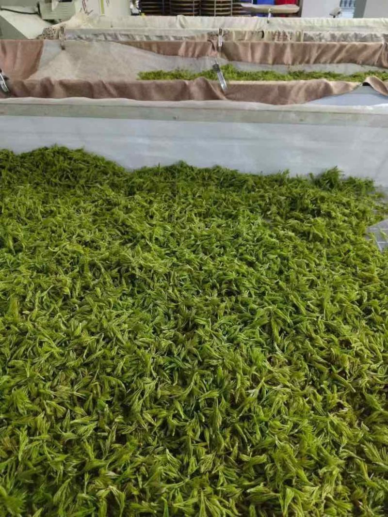 霉茶