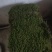 野生苔藓