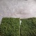 各种野生苔藓