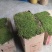 各种野生苔藓