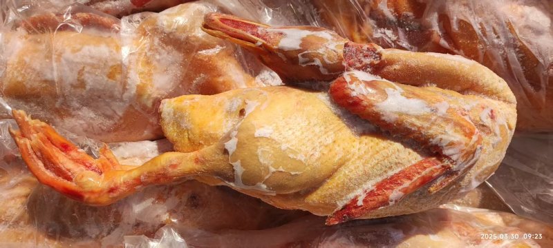 厂家二级红嘴雁19公斤8只装600来件