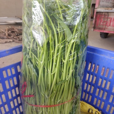 博白水空心菜（水标、菜筒）