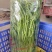 博白水空心菜（水标、菜筒）