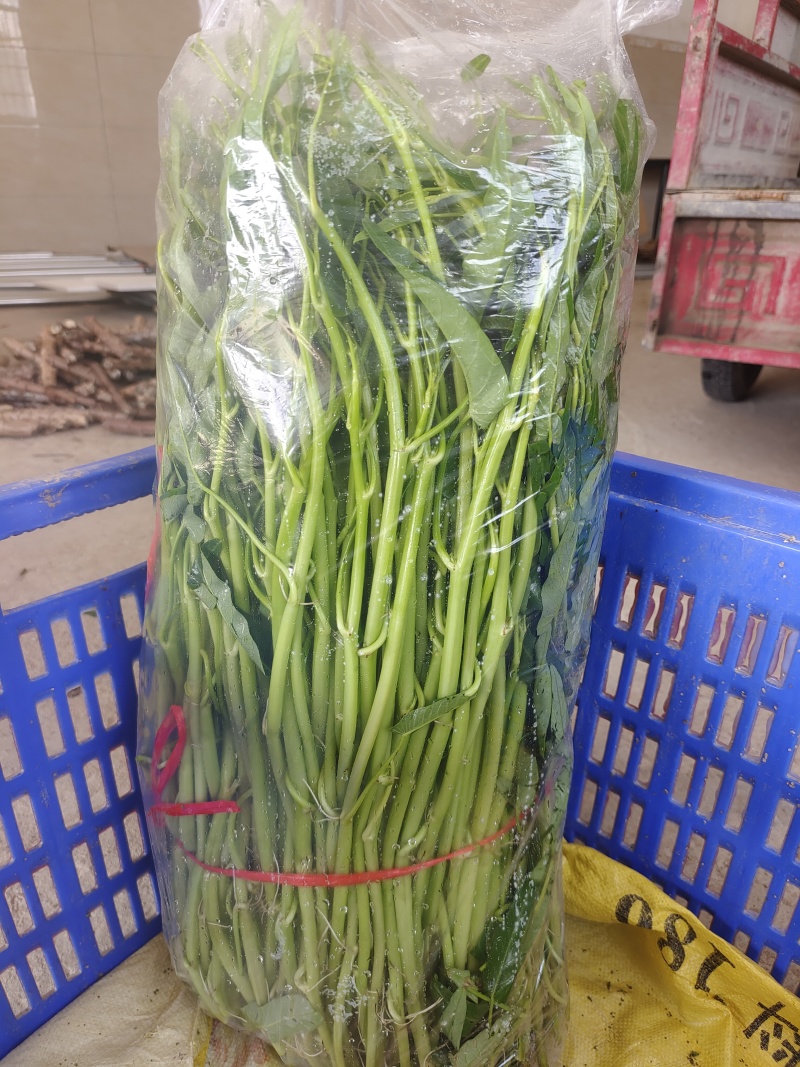 博白水空心菜（水标、菜筒）
