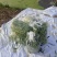 博白水空心菜（水标、菜筒）
