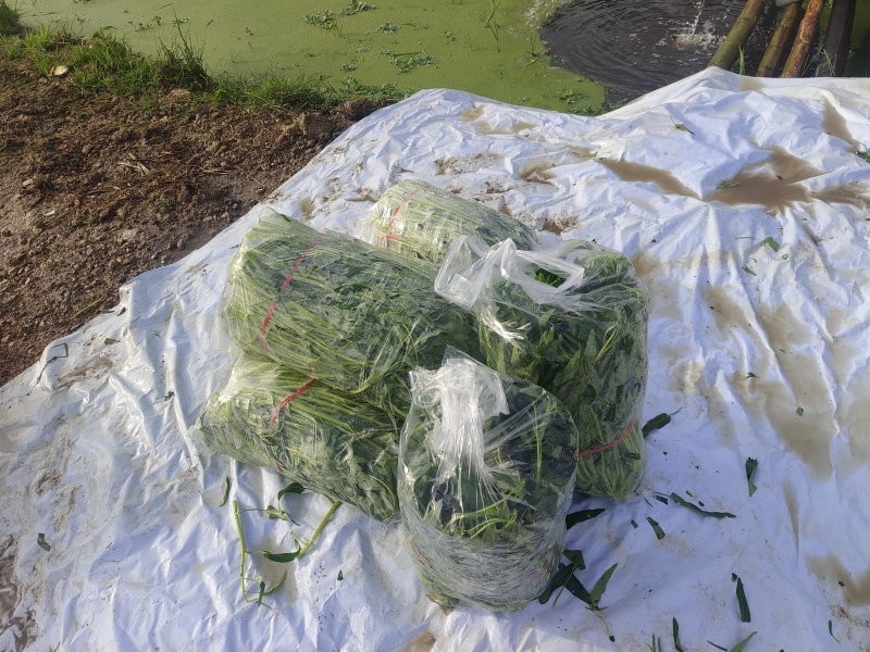 博白水空心菜（水标、菜筒）