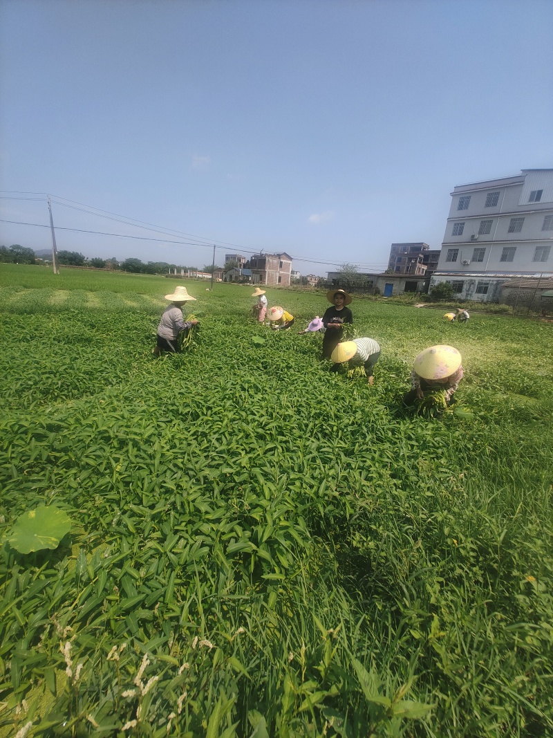 博白水空心菜（水标、菜筒）