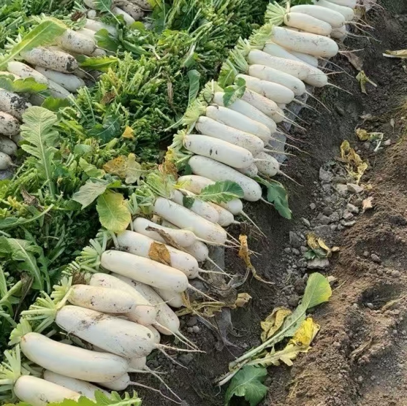 南通精品白萝卜