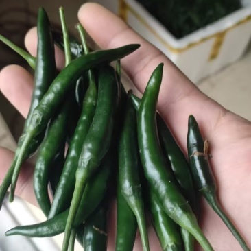 青小米