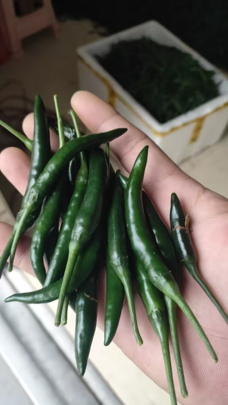 青小米