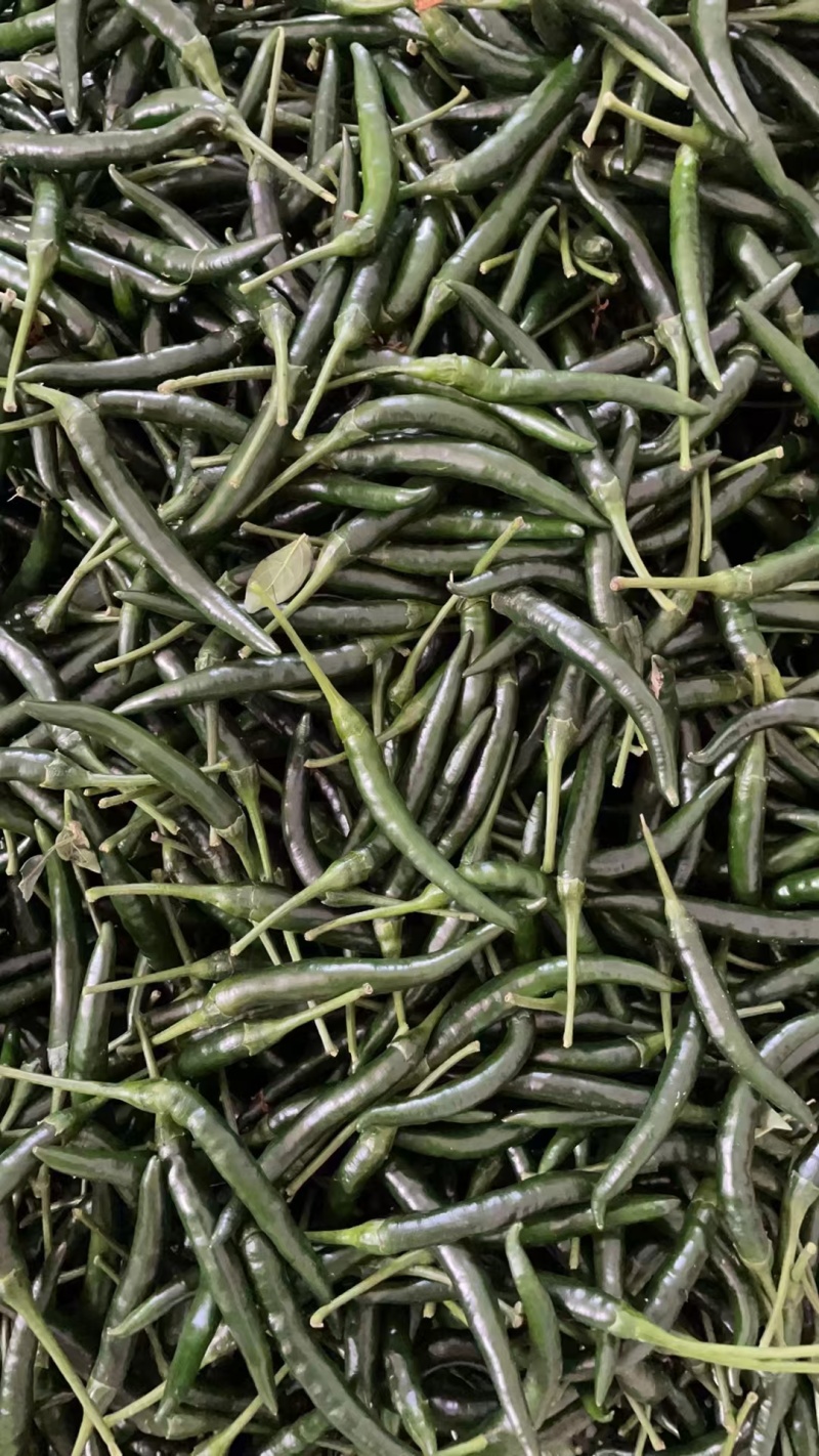 青小米