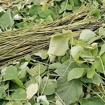 葛麻