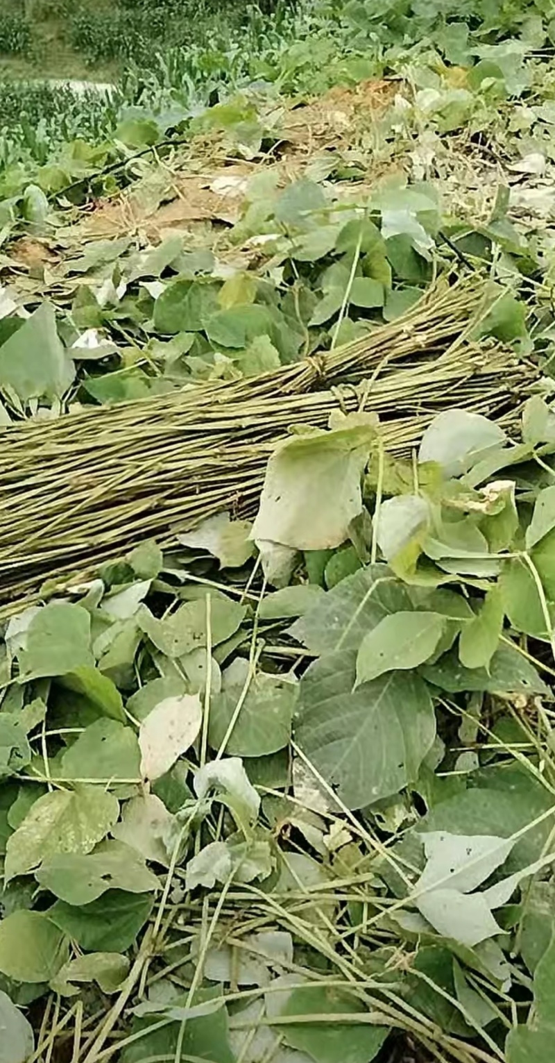 葛麻