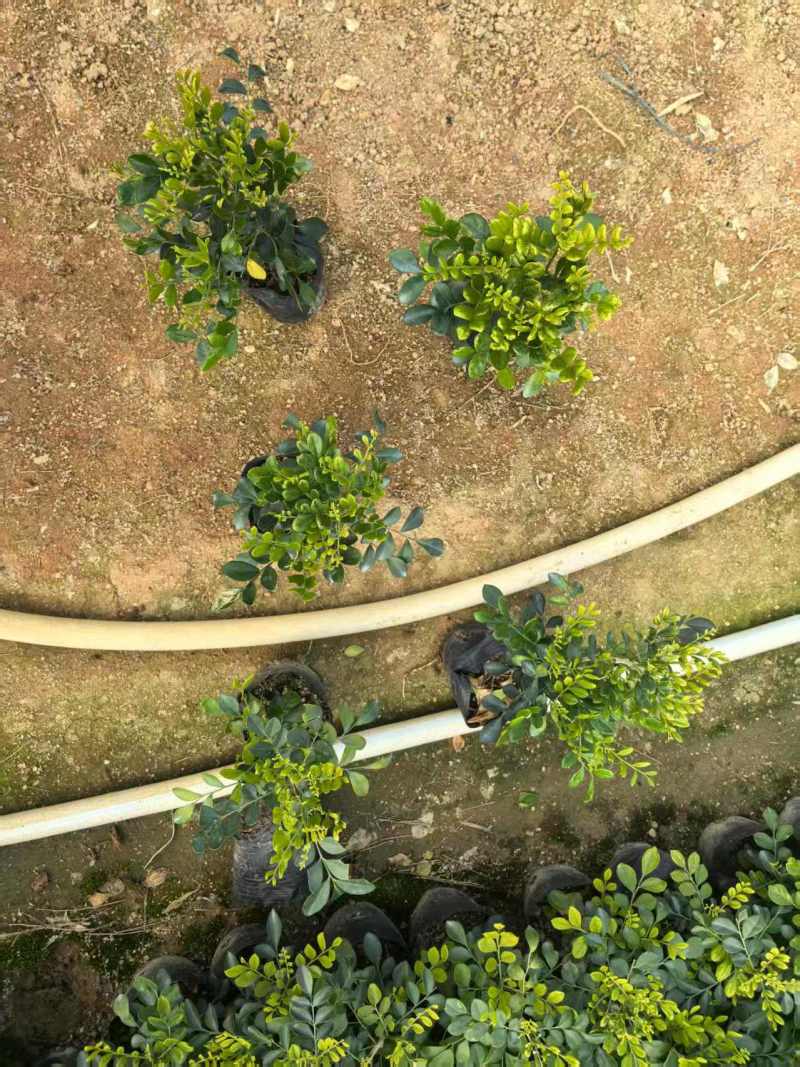 九里香市政货袋苗工程苗七斤袋袋苗