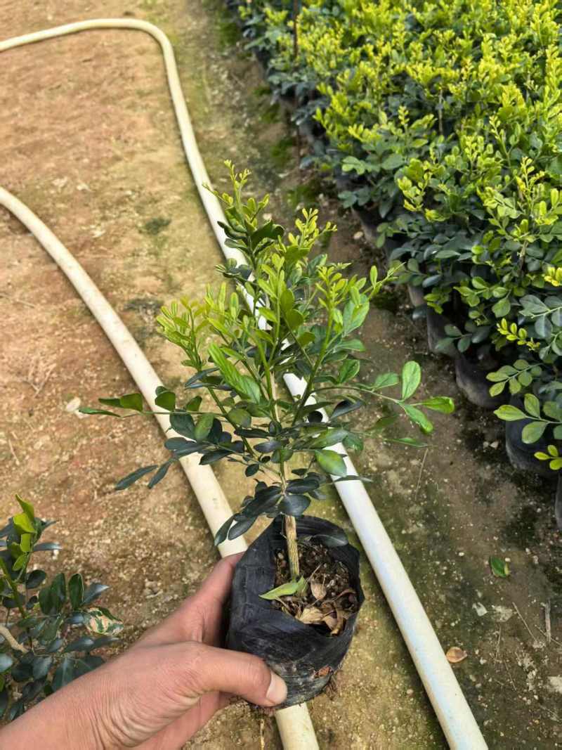 九里香市政货袋苗工程苗七斤袋袋苗