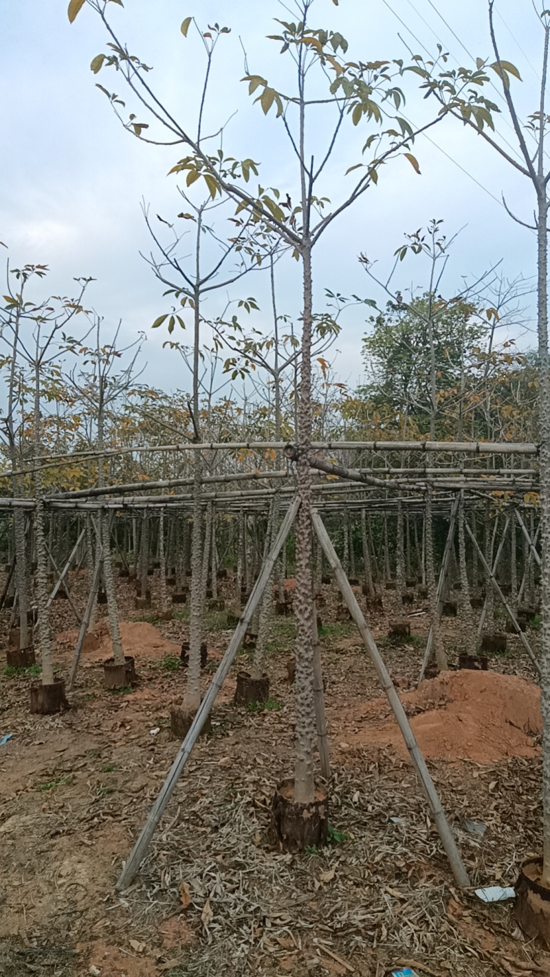 英雄树攀枝花红花木棉市政工程质量袋苗