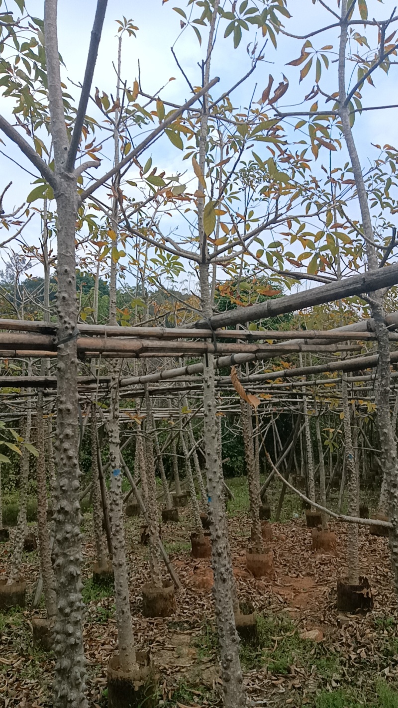 英雄树攀枝花红花木棉市政工程质量袋苗