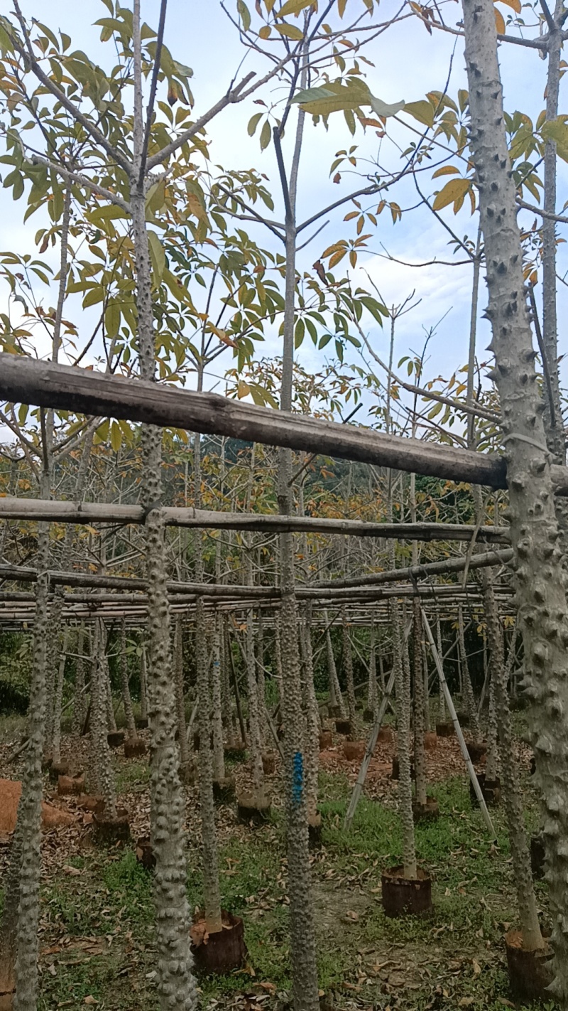 英雄树攀枝花红花木棉市政工程质量袋苗