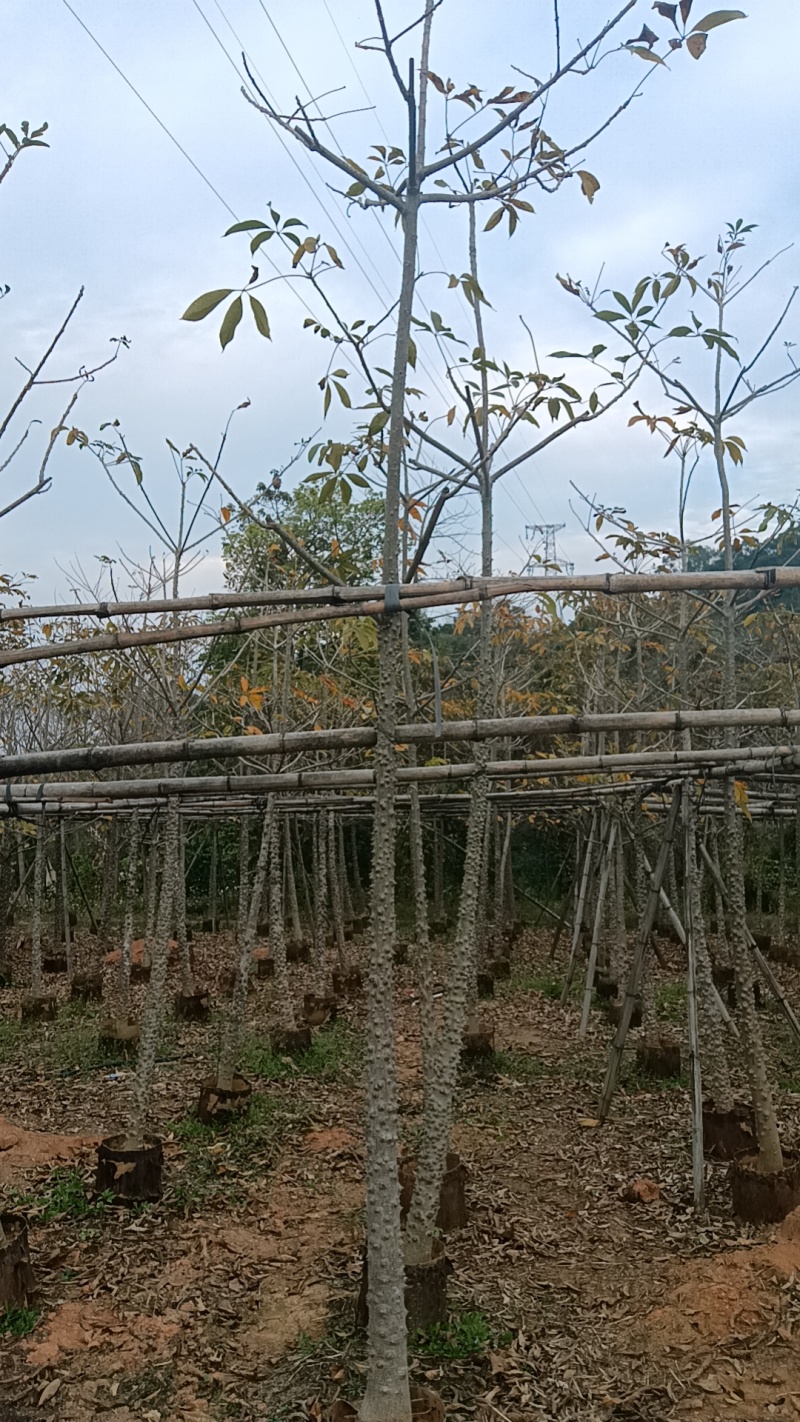 英雄树攀枝花红花木棉市政工程质量袋苗