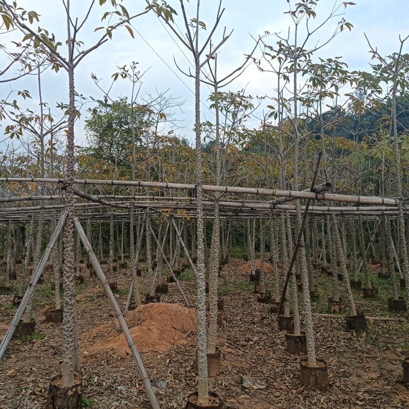 英雄树攀枝花红花木棉市政工程质量袋苗