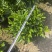非洲茉莉，灰莉市政袋苗大量现货供应40-200厘米