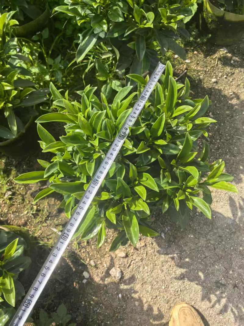 非洲茉莉，灰莉市政袋苗大量现货供应40-200厘米