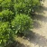 非洲茉莉，灰莉市政袋苗大量现货供应40-200厘米