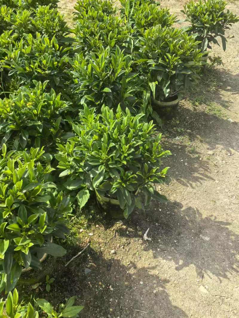 非洲茉莉，灰莉市政袋苗大量现货供应40-200厘米