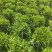 非洲茉莉，灰莉市政袋苗大量现货供应40-200厘米